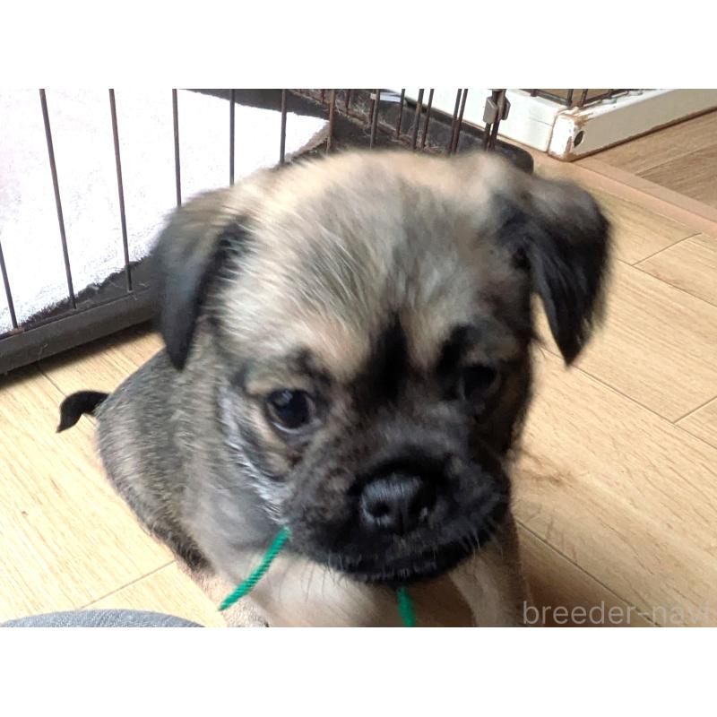 販売中の茨城県のミックス犬-397274の6枚目
