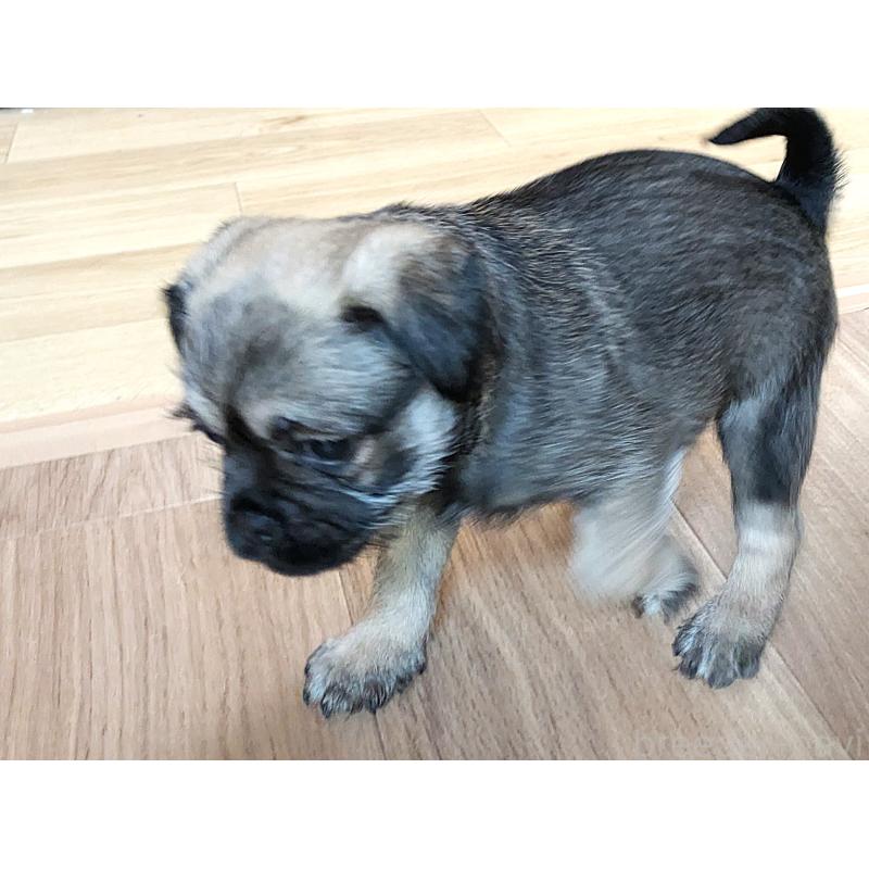 販売中の茨城県のミックス犬-397274の5枚目