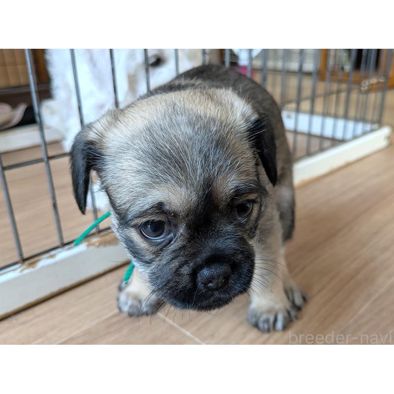 販売中の茨城県のミックス犬-397274の4枚目