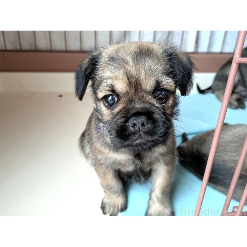 販売中の茨城県のミックス犬-397274の3枚目