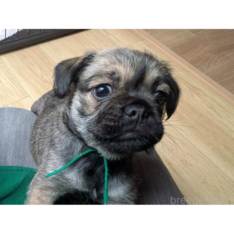 販売中の茨城県のミックス犬-397274の2枚目