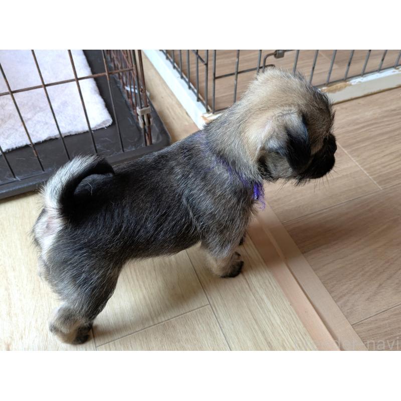 販売中の茨城県のミックス犬-397276の6枚目