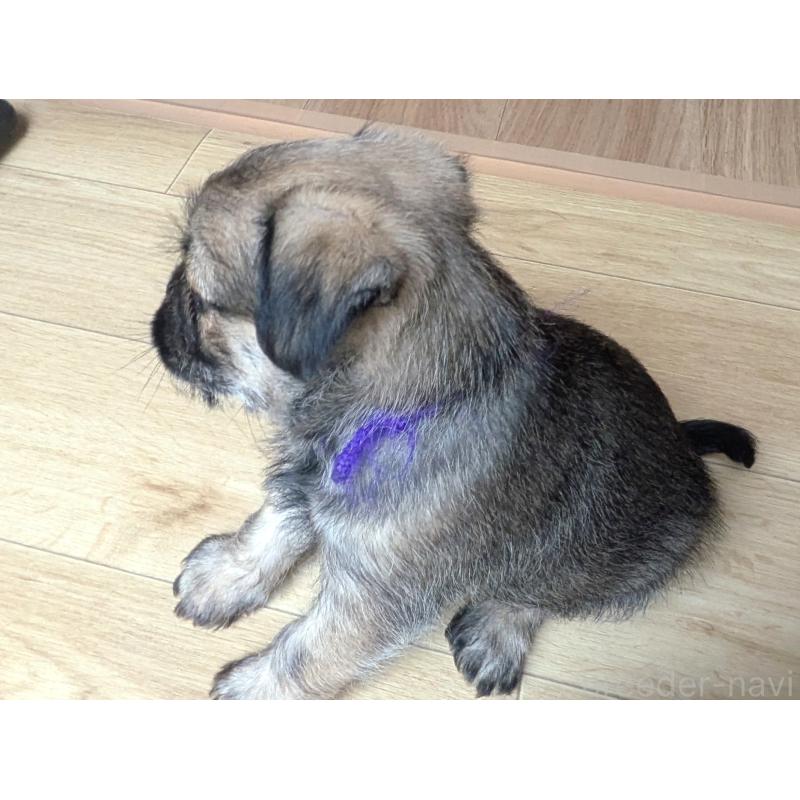 販売中の茨城県のミックス犬-397276の5枚目