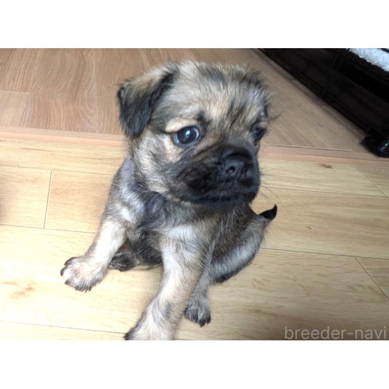 販売中の茨城県のミックス犬-397276の4枚目