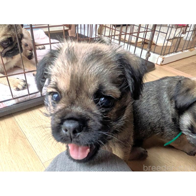 販売中の茨城県のミックス犬-397276の3枚目