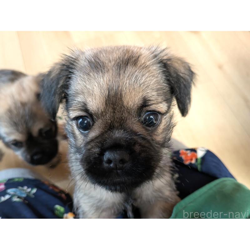 販売中の茨城県のミックス犬-397276の2枚目