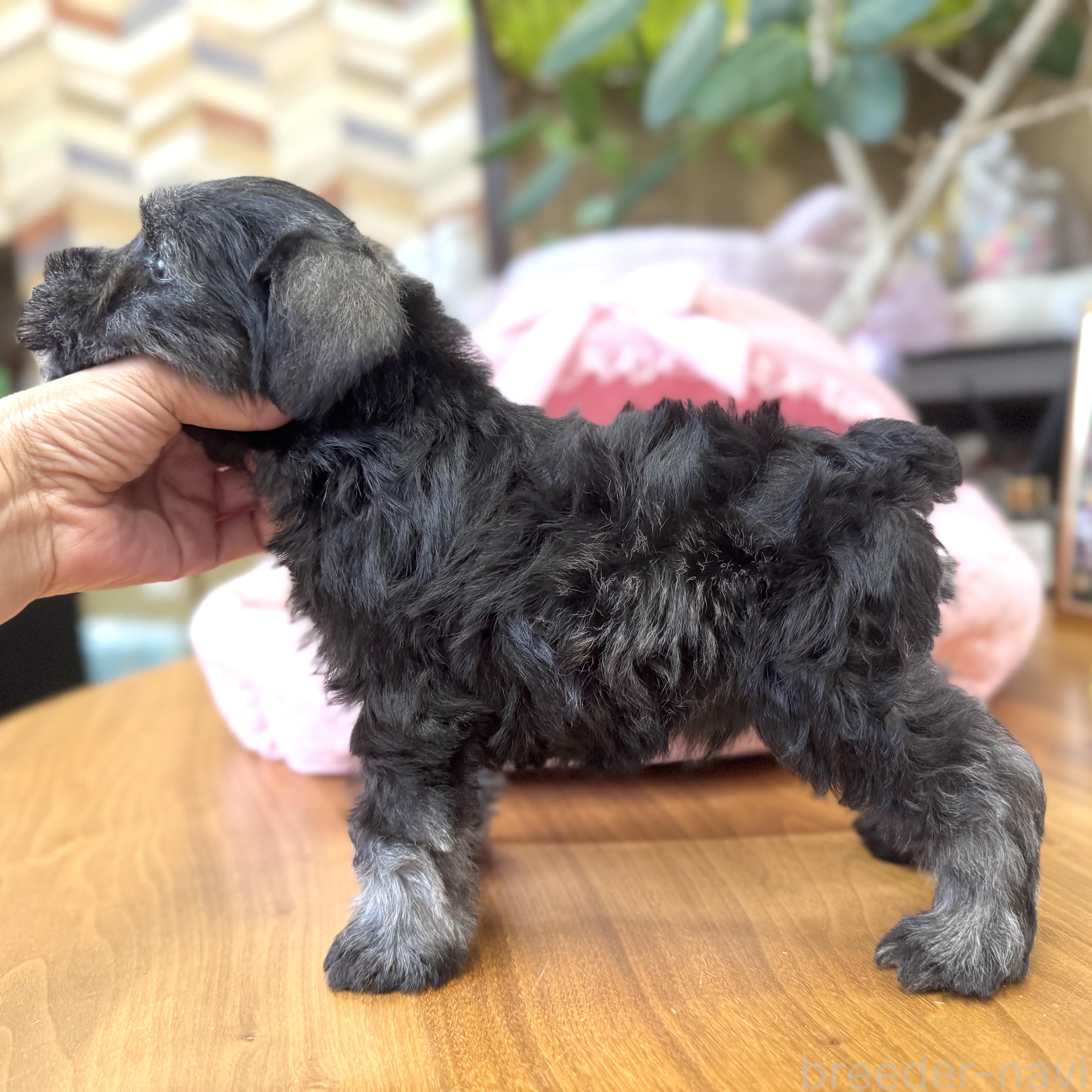 販売中の大阪府のミニチュアシュナウザー-397277の9枚目