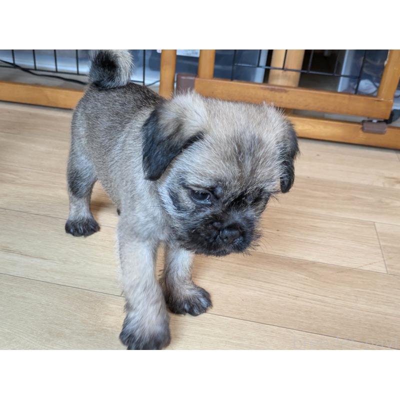 販売中の茨城県のミックス犬-397280の6枚目