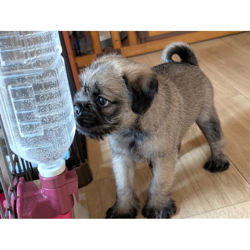販売中の茨城県のミックス犬-397280の5枚目