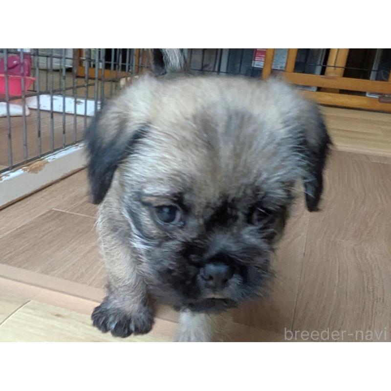 販売中の茨城県のミックス犬-397280の4枚目