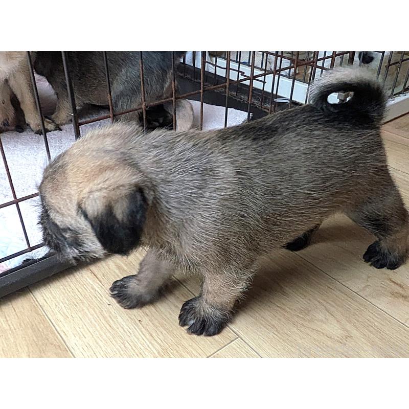 販売中の茨城県のミックス犬-397280の3枚目