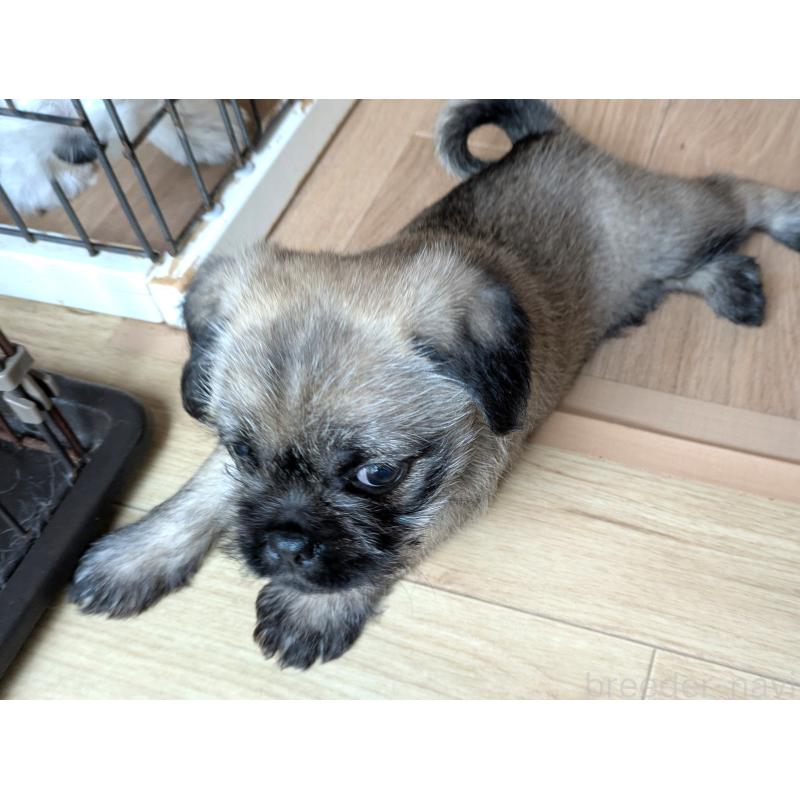 販売中の茨城県のミックス犬-397280の2枚目