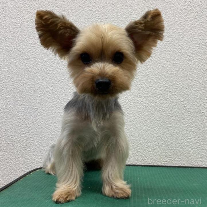 アサリちゃん1枚目