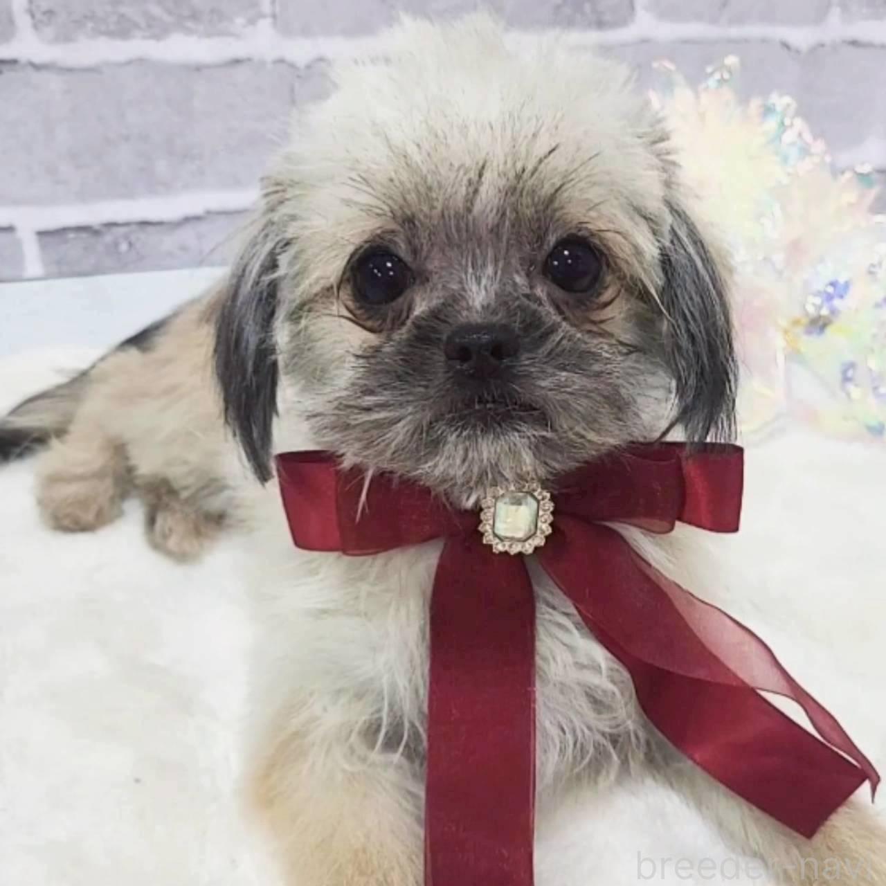 販売中の東京都のミックス犬-352609