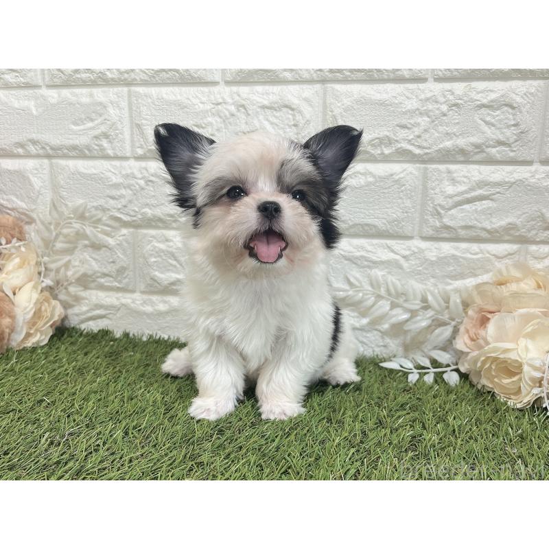 成約済の福岡県のチワマル:チワワ×マルチーズ-386019の17枚目