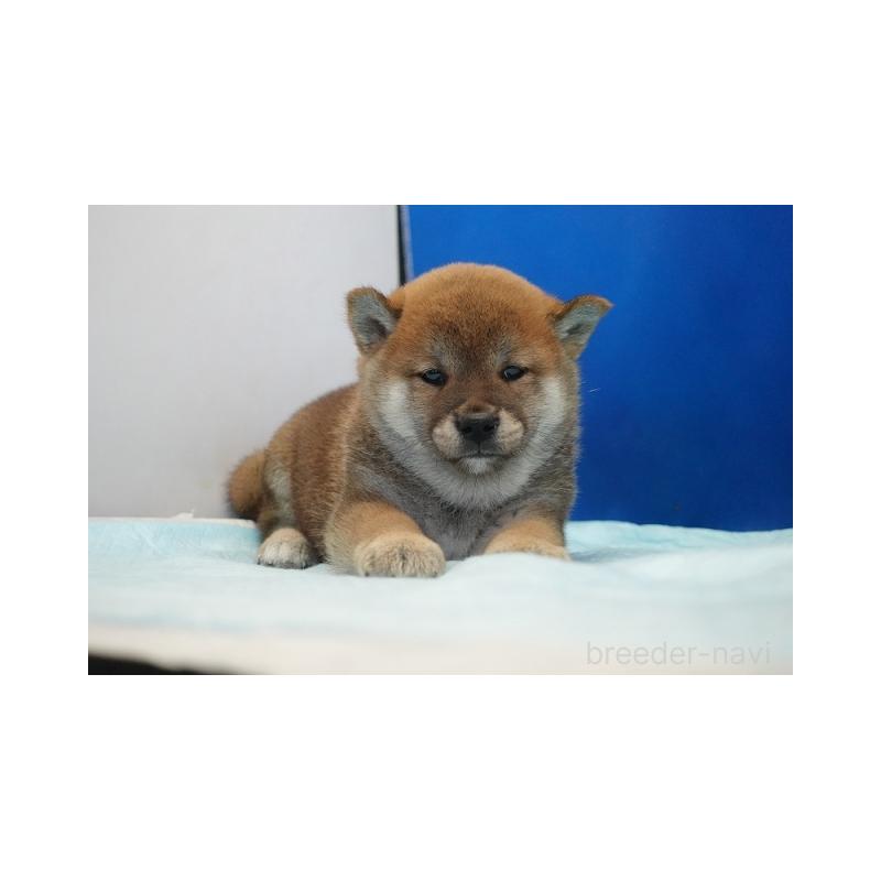 商談中の愛知県の柴犬-397310の3枚目