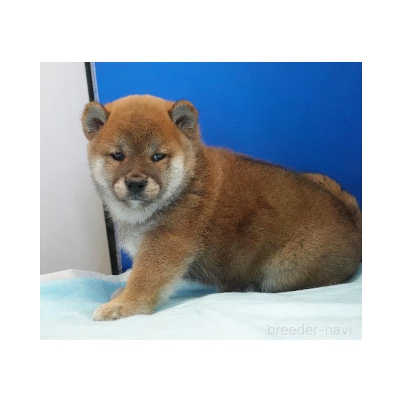 商談中の愛知県の柴犬-397310の2枚目