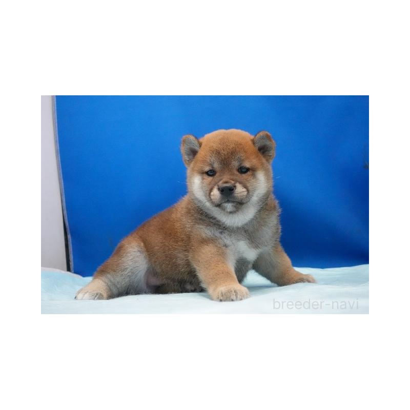 販売中の愛知県の柴犬-397310
