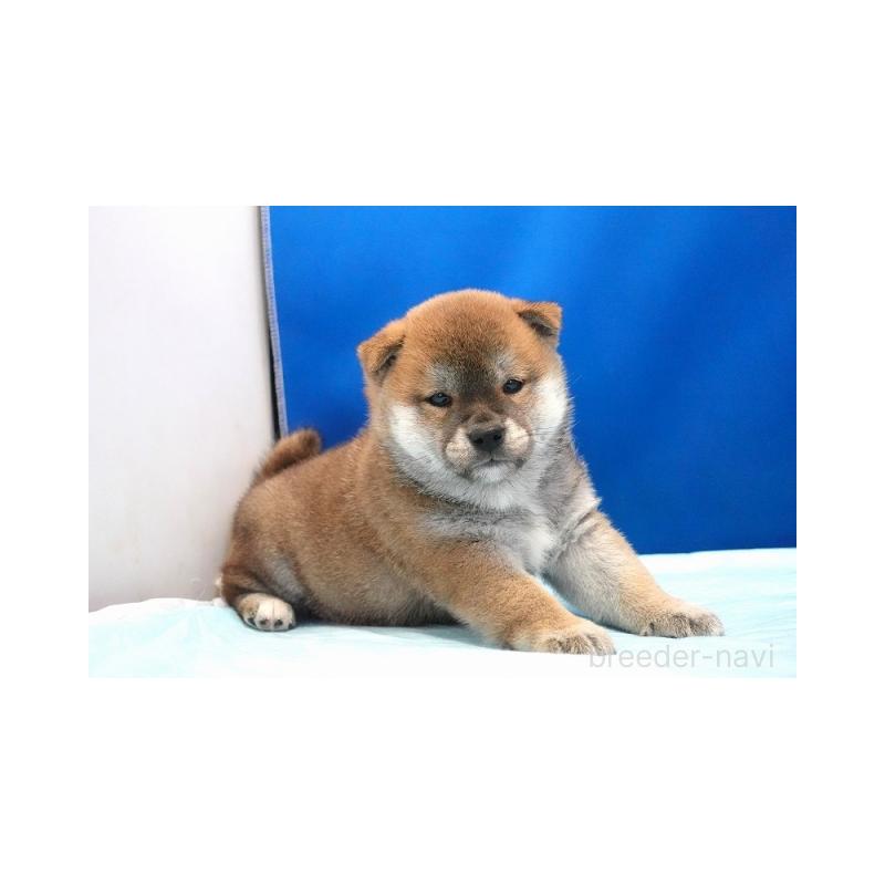 販売中の愛知県の柴犬-397312の5枚目