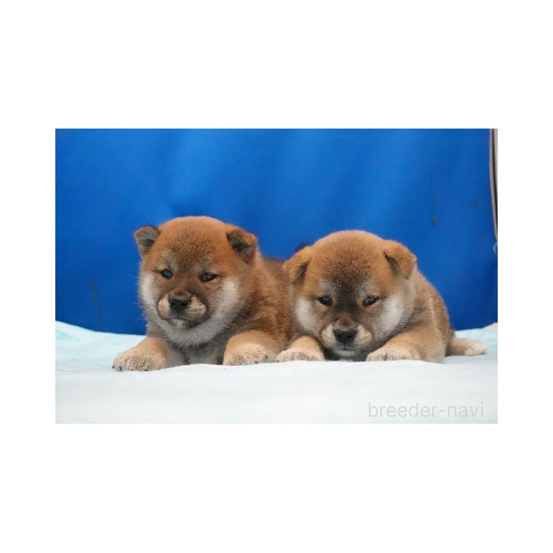 販売中の愛知県の柴犬-397312の4枚目