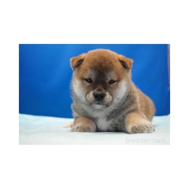 販売中の愛知県の柴犬-397312の3枚目