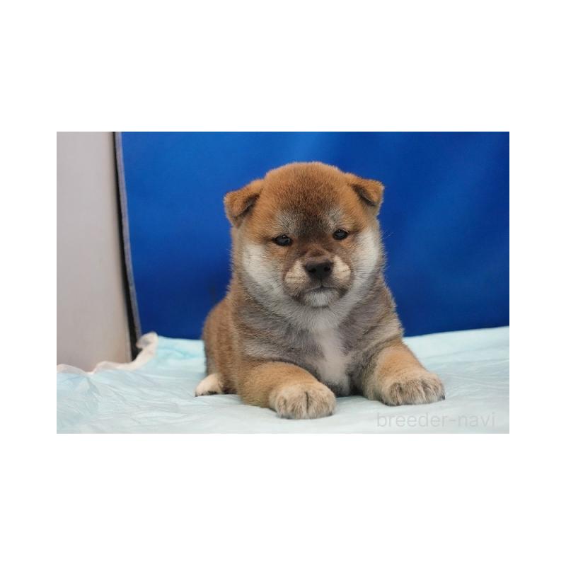 販売中の愛知県の柴犬-397312の2枚目