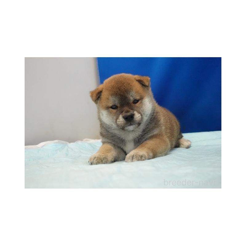 販売中の愛知県の柴犬-397312