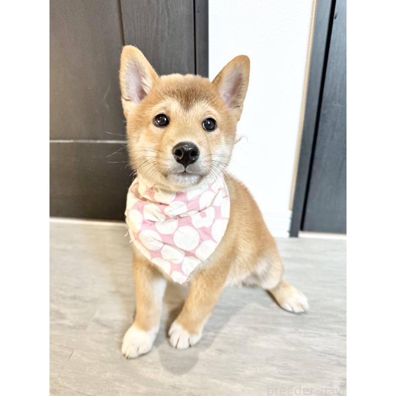 成約済の北海道の柴犬-396101の2枚目