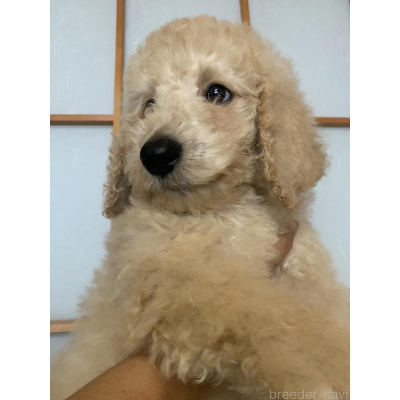 販売中の愛知県のスタンダードプードル-393910