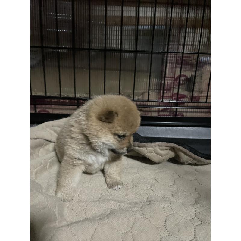 成約済の岡山県の豆柴-395418の3枚目