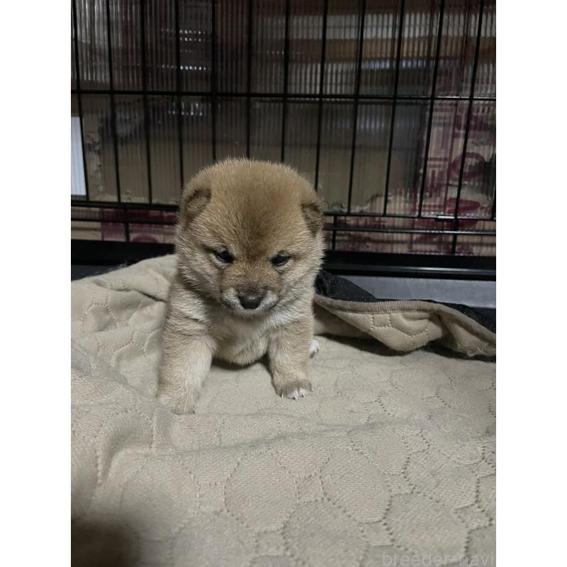 成約済の岡山県の豆柴-395418の2枚目