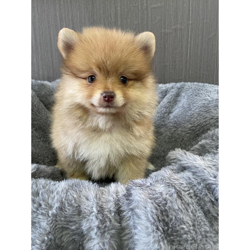 販売中の三重県のポメラニアン-397345の2枚目