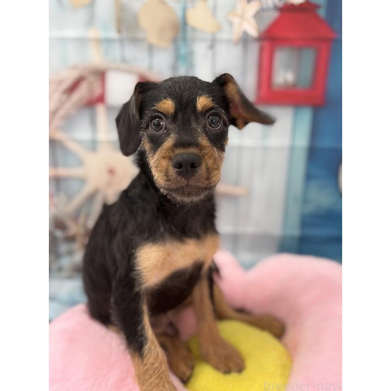 販売中の千葉県のミックス犬-379178の2枚目
