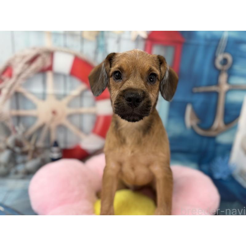 販売中の千葉県のミックス犬-379174の2枚目