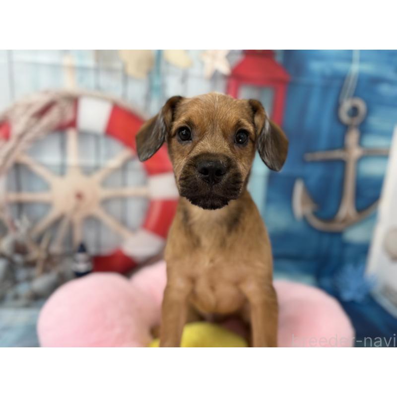 販売中の千葉県のミックス犬-379174