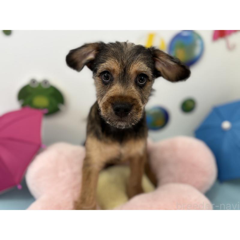 販売中の千葉県のミックス犬-379172の4枚目