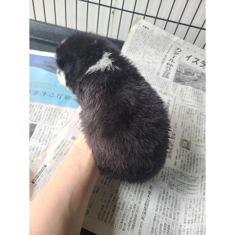 販売中の東京都のミックス犬-394992の10枚目
