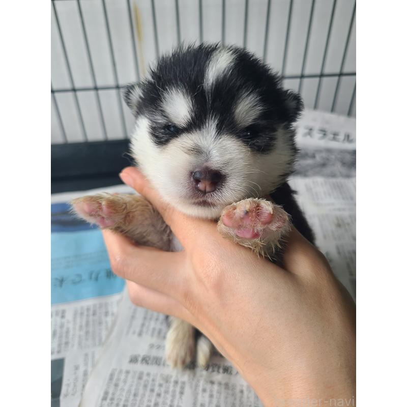 販売中の東京都のミックス犬-394992の9枚目