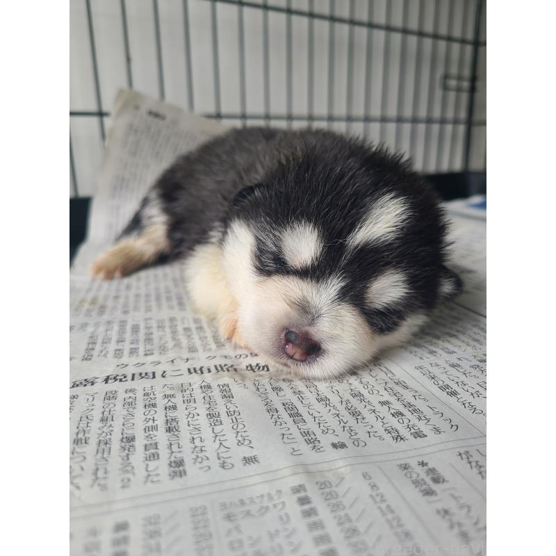 販売中の東京都のミックス犬-394992の8枚目