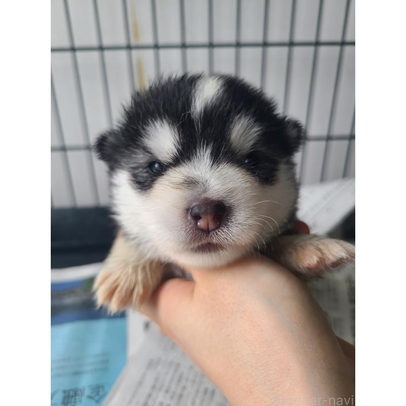 販売中の東京都のミックス犬-394992の7枚目