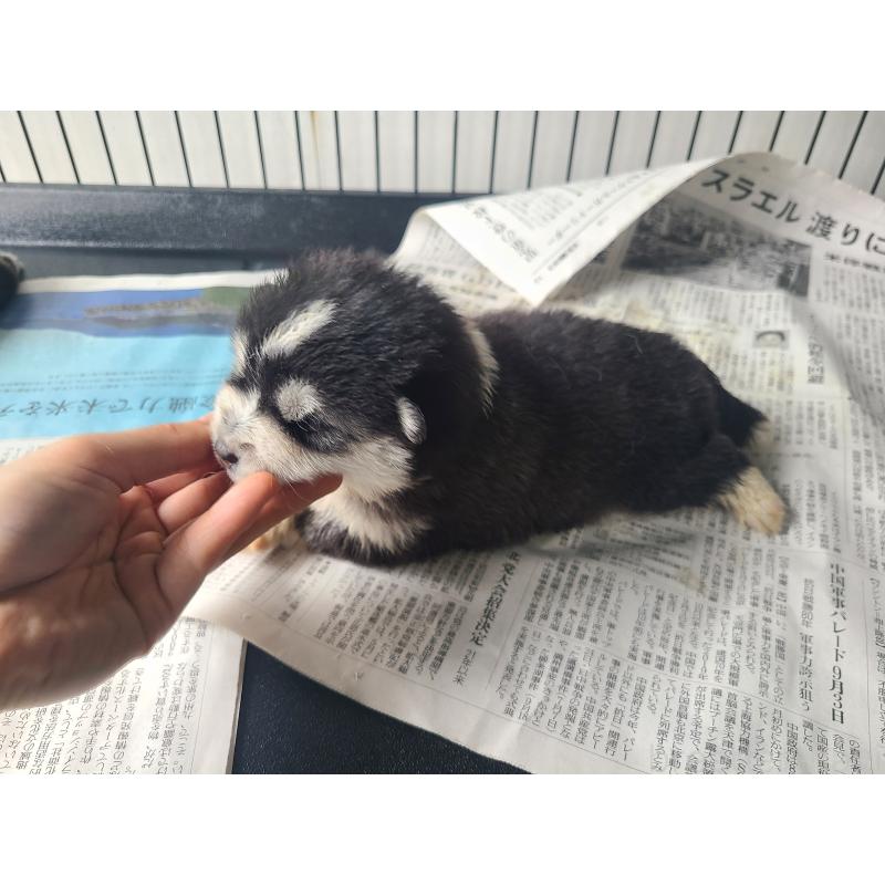 販売中の東京都のミックス犬-394992の6枚目
