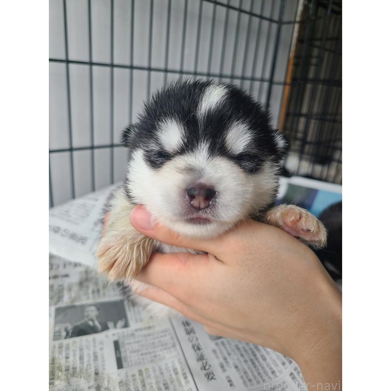 販売中の東京都のミックス犬-394992の5枚目