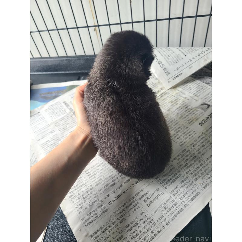 販売中の東京都のミックス犬-394991の12枚目