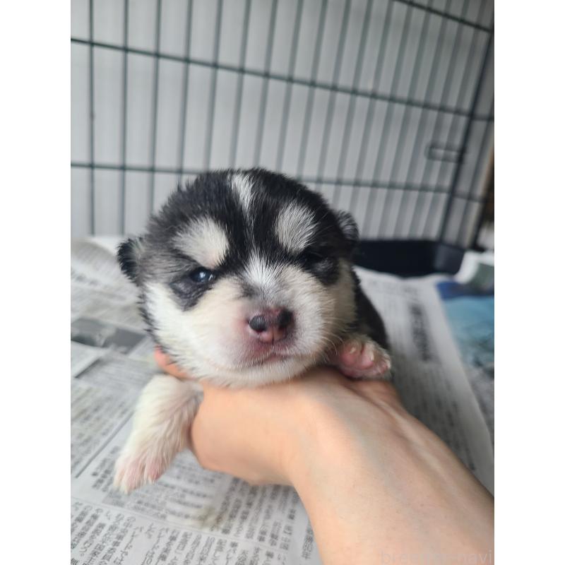 販売中の東京都のミックス犬-394991の11枚目