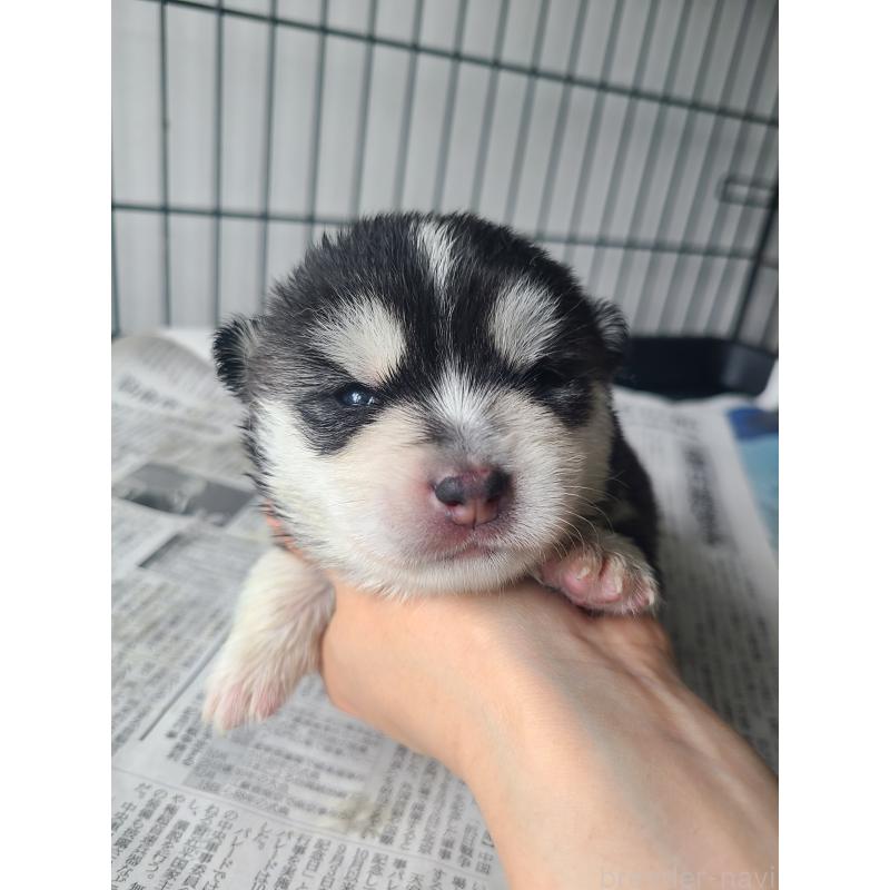 販売中の東京都のミックス犬-394991の10枚目