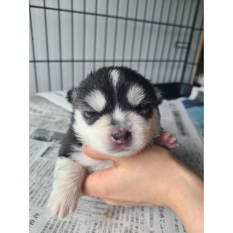 販売中の東京都のミックス犬-394991の9枚目
