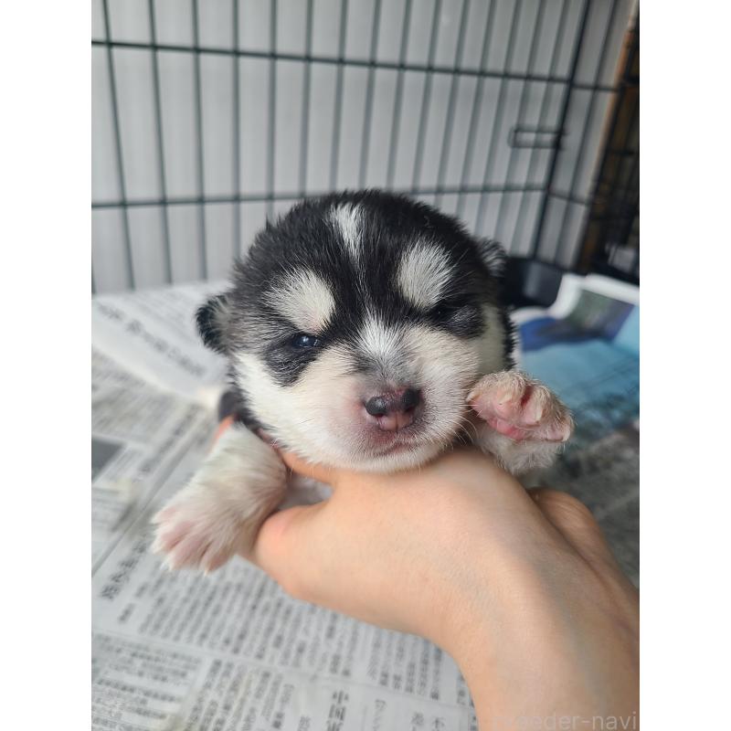 販売中の東京都のミックス犬-394991の8枚目