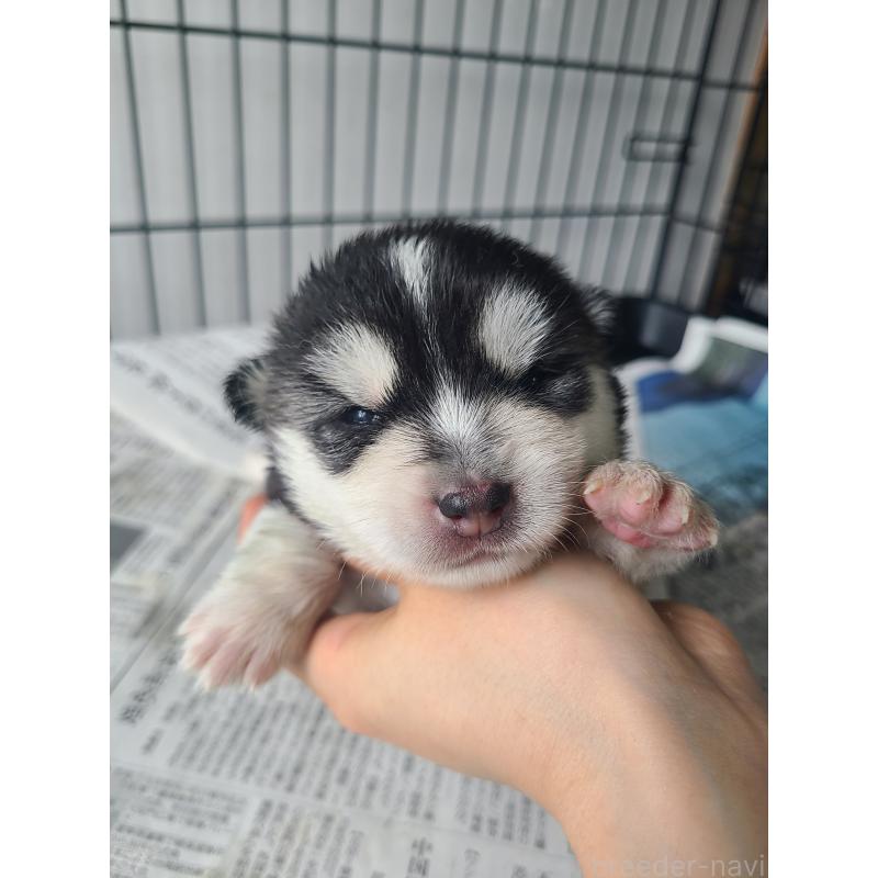 販売中の東京都のミックス犬-394991の6枚目