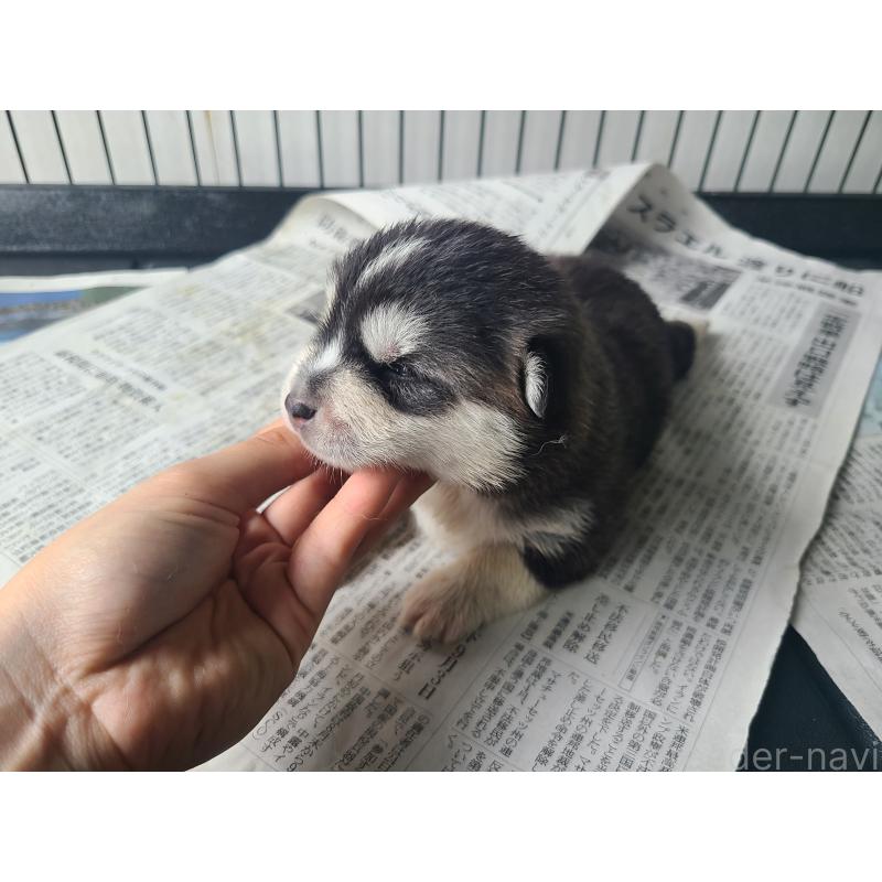 販売中の東京都のミックス犬-394991の5枚目