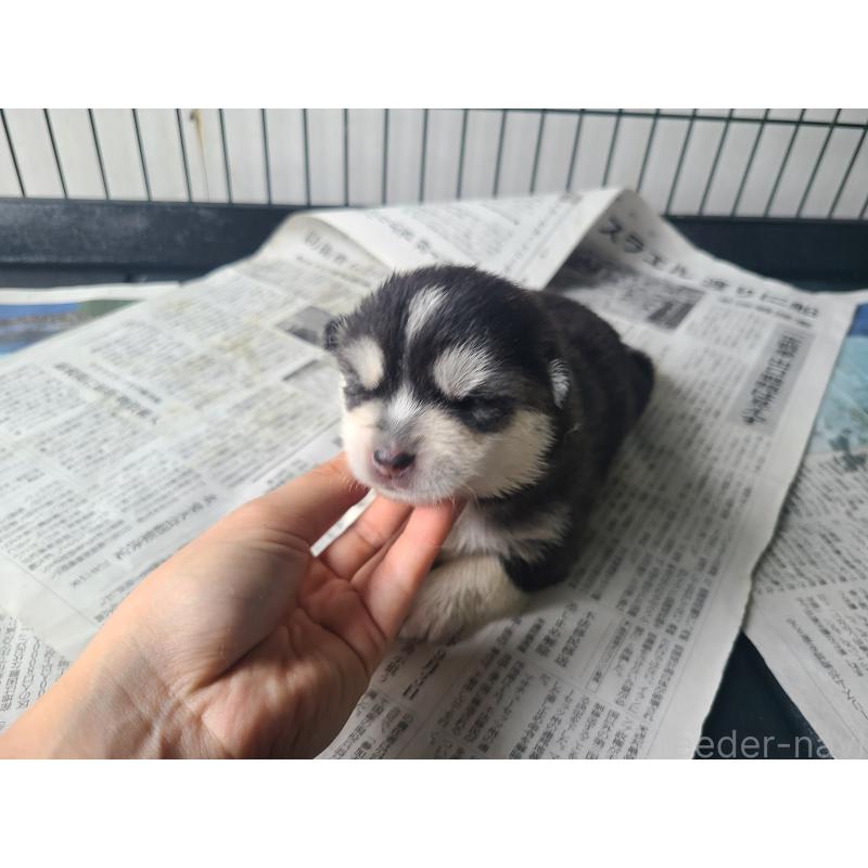 販売中の東京都のミックス犬-394991の4枚目